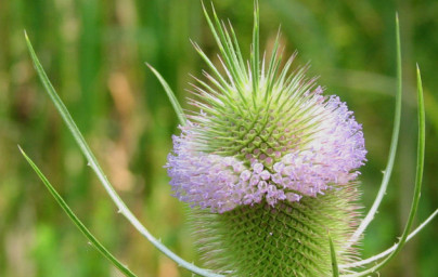 Zdravilni učinki divje ščetice (Dipsacus fullonum) Zdravilni učinki divje ščetice (Dipsacus fullonum)
